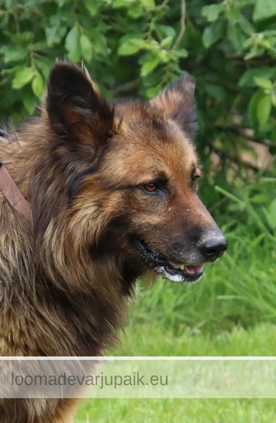 BREXIT, male mixed breed for adoption at Tartu Koduta Loomade Varjupaik, Tartu Varjupaik photo 2