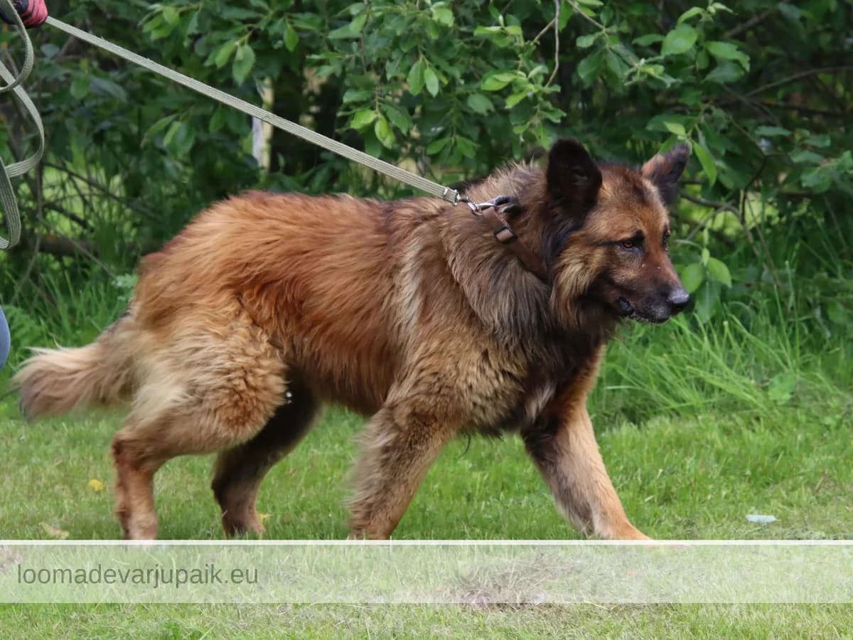 BREXIT, male mixed breed for adoption at Tartu Koduta Loomade Varjupaik, Tartu Varjupaik photo 3