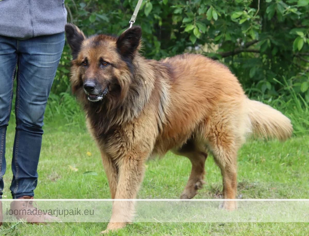 BREXIT, male mixed breed for adoption at Tartu Koduta Loomade Varjupaik, Tartu Varjupaik photo 4