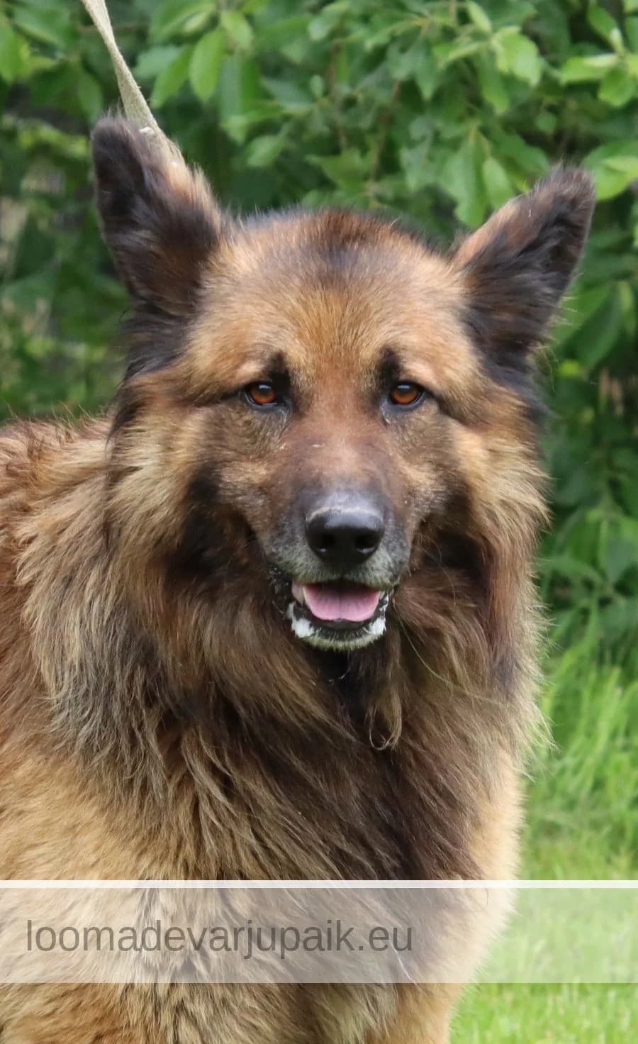 BREXIT, male mixed breed for adoption at Tartu Koduta Loomade Varjupaik, Tartu Varjupaik photo 5