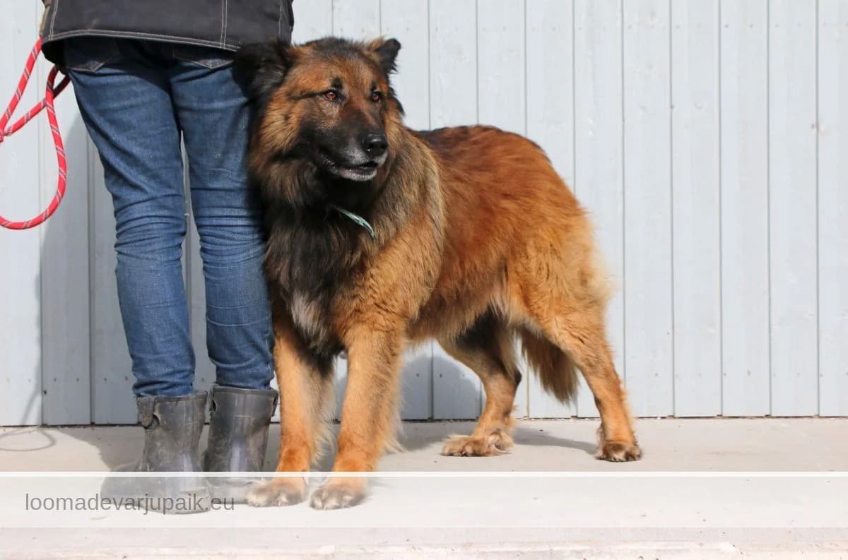 BREXIT, male mixed breed for adoption at Tartu Koduta Loomade Varjupaik, Tartu Varjupaik photo 6