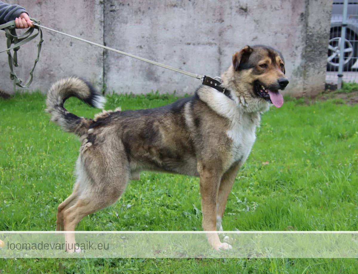PÄTSU, lühikarvaline sonaarne pruun valgega, väga suur male mixed breed for adoption at Tartu Koduta Loomade Varjupaik, Tartu Varjupaik