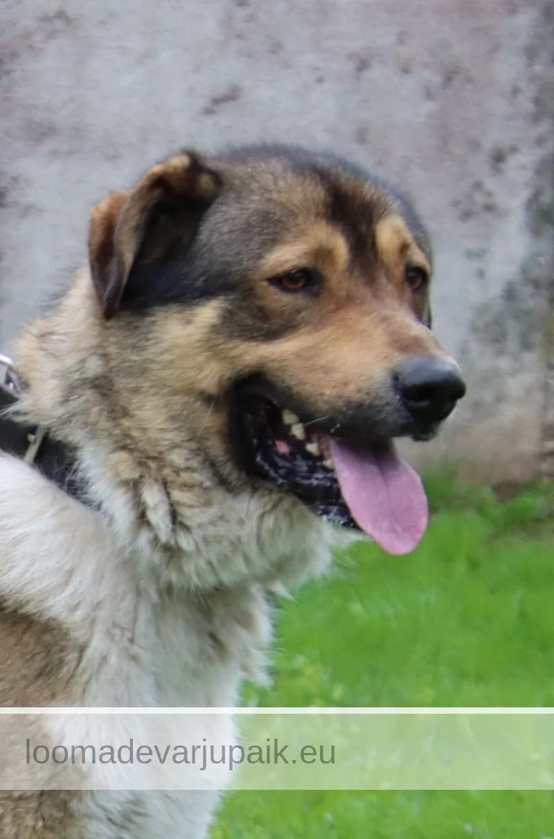 PÄTSU, male mixed breed for adoption at Tartu Koduta Loomade Varjupaik, Tartu Varjupaik photo 2