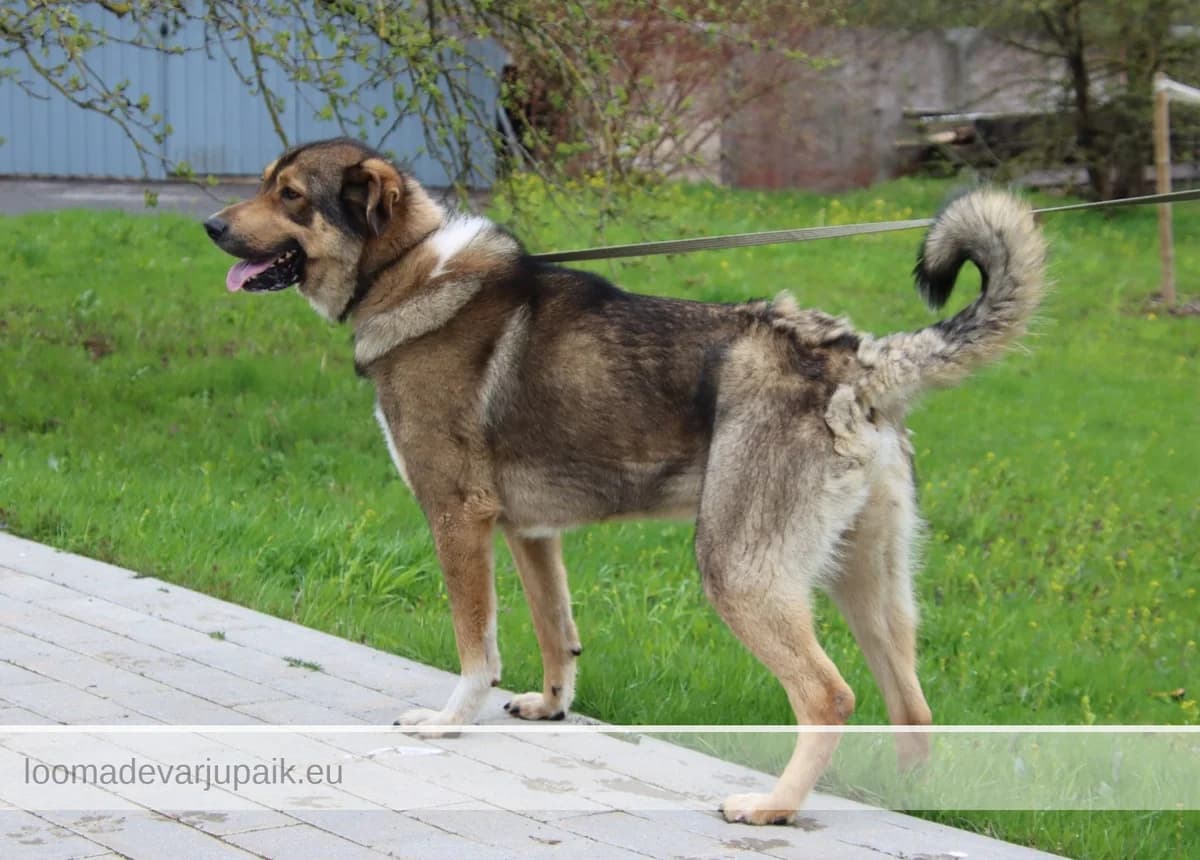 PÄTSU, male mixed breed for adoption at Tartu Koduta Loomade Varjupaik, Tartu Varjupaik photo 3
