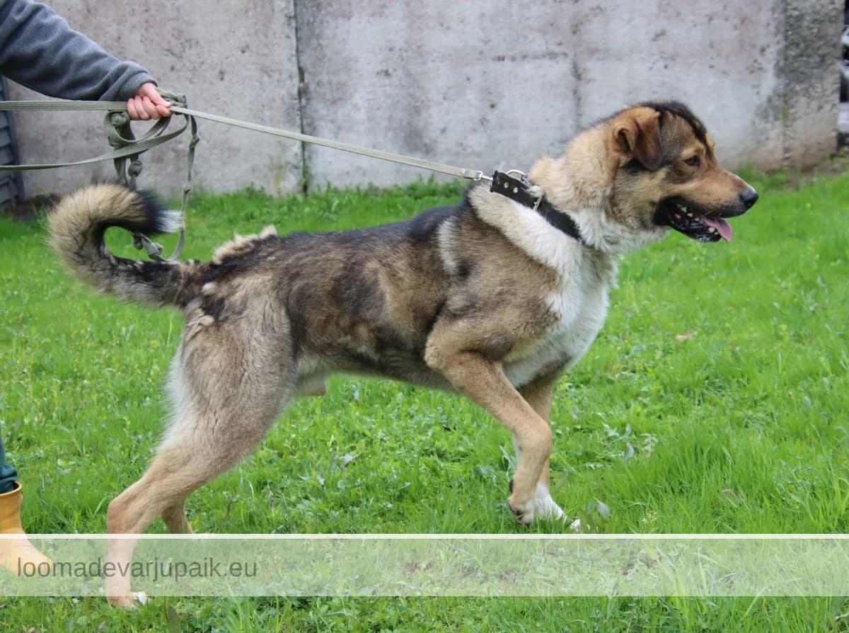 PÄTSU, male mixed breed for adoption at Tartu Koduta Loomade Varjupaik, Tartu Varjupaik photo 4