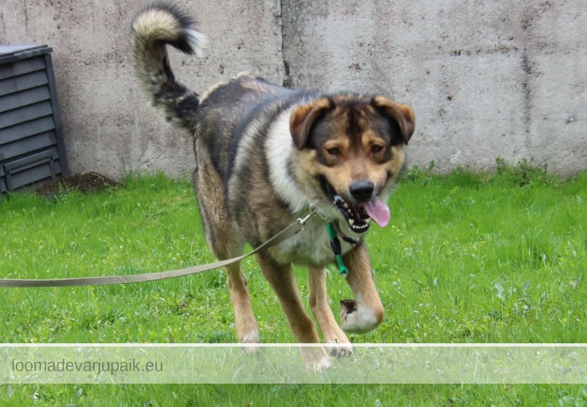 PÄTSU, male mixed breed for adoption at Tartu Koduta Loomade Varjupaik, Tartu Varjupaik photo 5