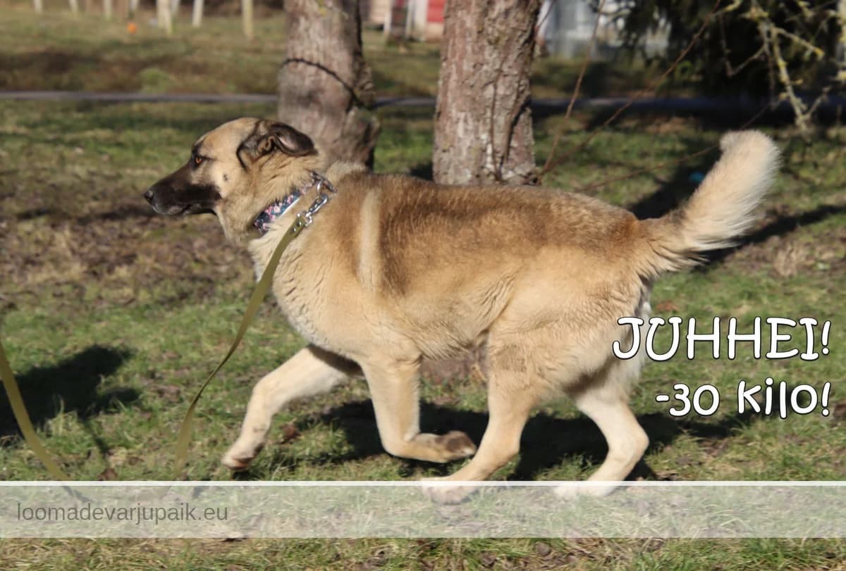 KUSTI GUSTAV AFS, male mixed breed for adoption at Tartu Varjupaik