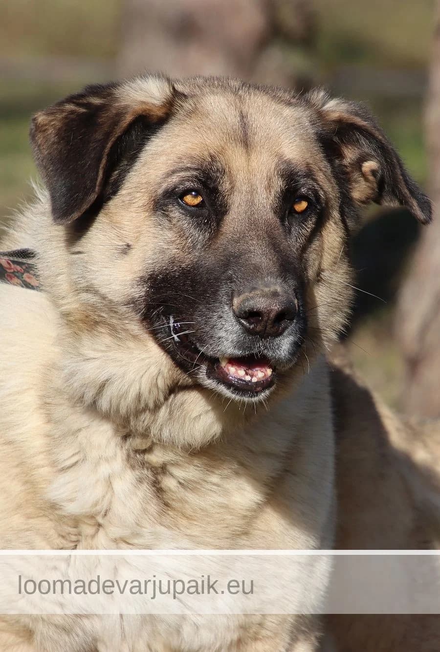 KUSTI GUSTAV AFS, male mixed breed for adoption at Tartu Koduta Loomade Varjupaik, Tartu Varjupaik photo 2