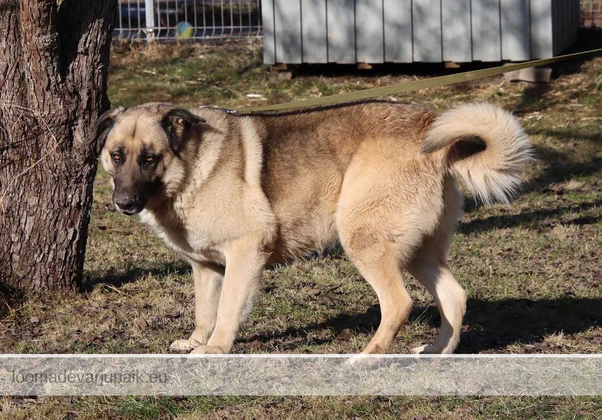 KUSTI GUSTAV AFS, male mixed breed for adoption at Tartu Koduta Loomade Varjupaik, Tartu Varjupaik photo 3