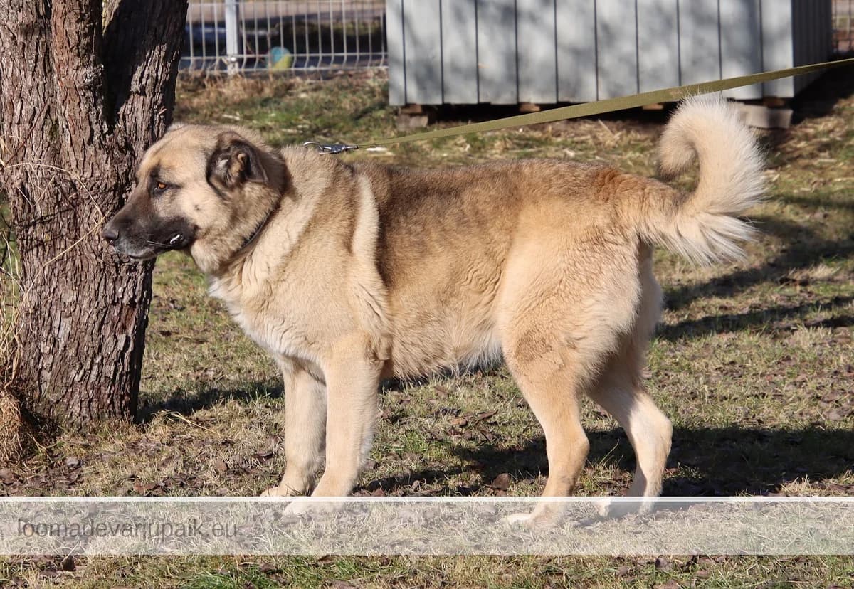 KUSTI GUSTAV AFS, male mixed breed for adoption at Tartu Koduta Loomade Varjupaik, Tartu Varjupaik photo 4