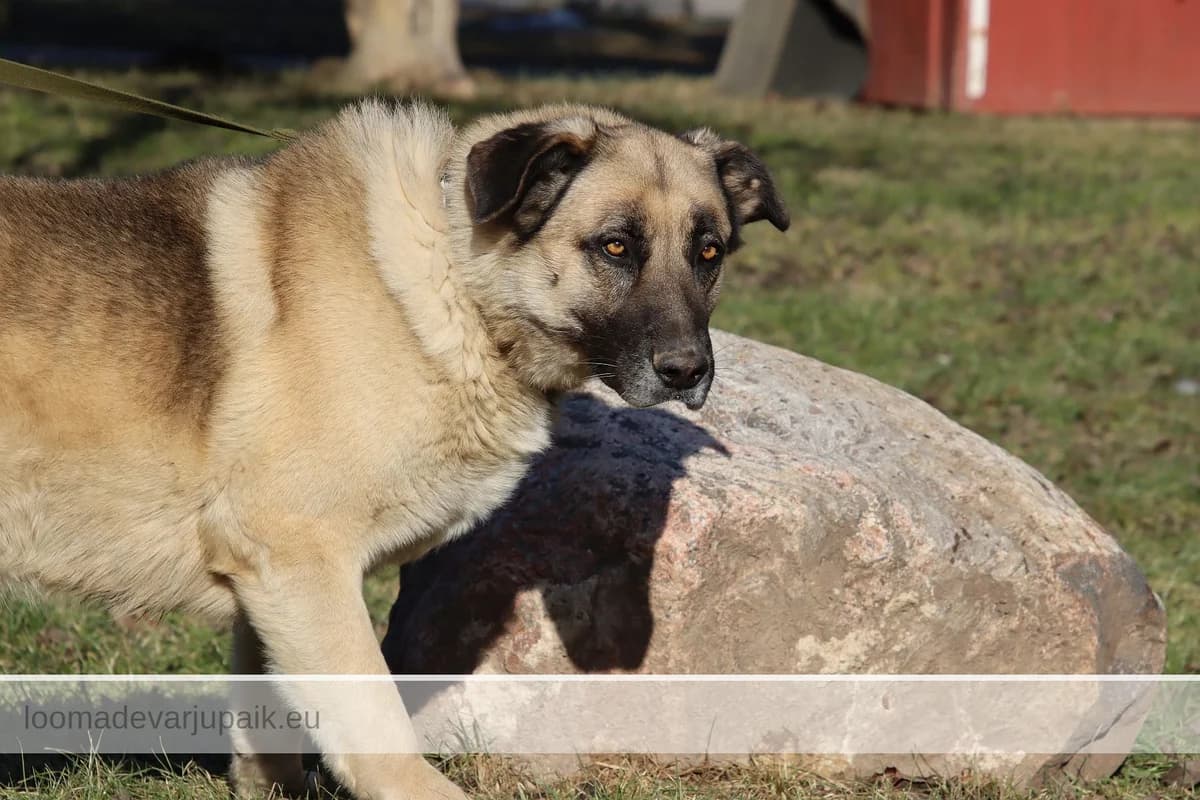 KUSTI GUSTAV AFS, male mixed breed for adoption at Tartu Koduta Loomade Varjupaik, Tartu Varjupaik photo 6