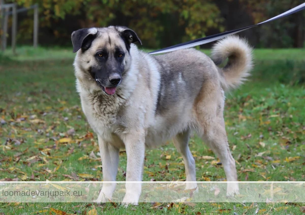KUSTI GUSTAV AFS, male mixed breed for adoption at Tartu Koduta Loomade Varjupaik, Tartu Varjupaik photo 7