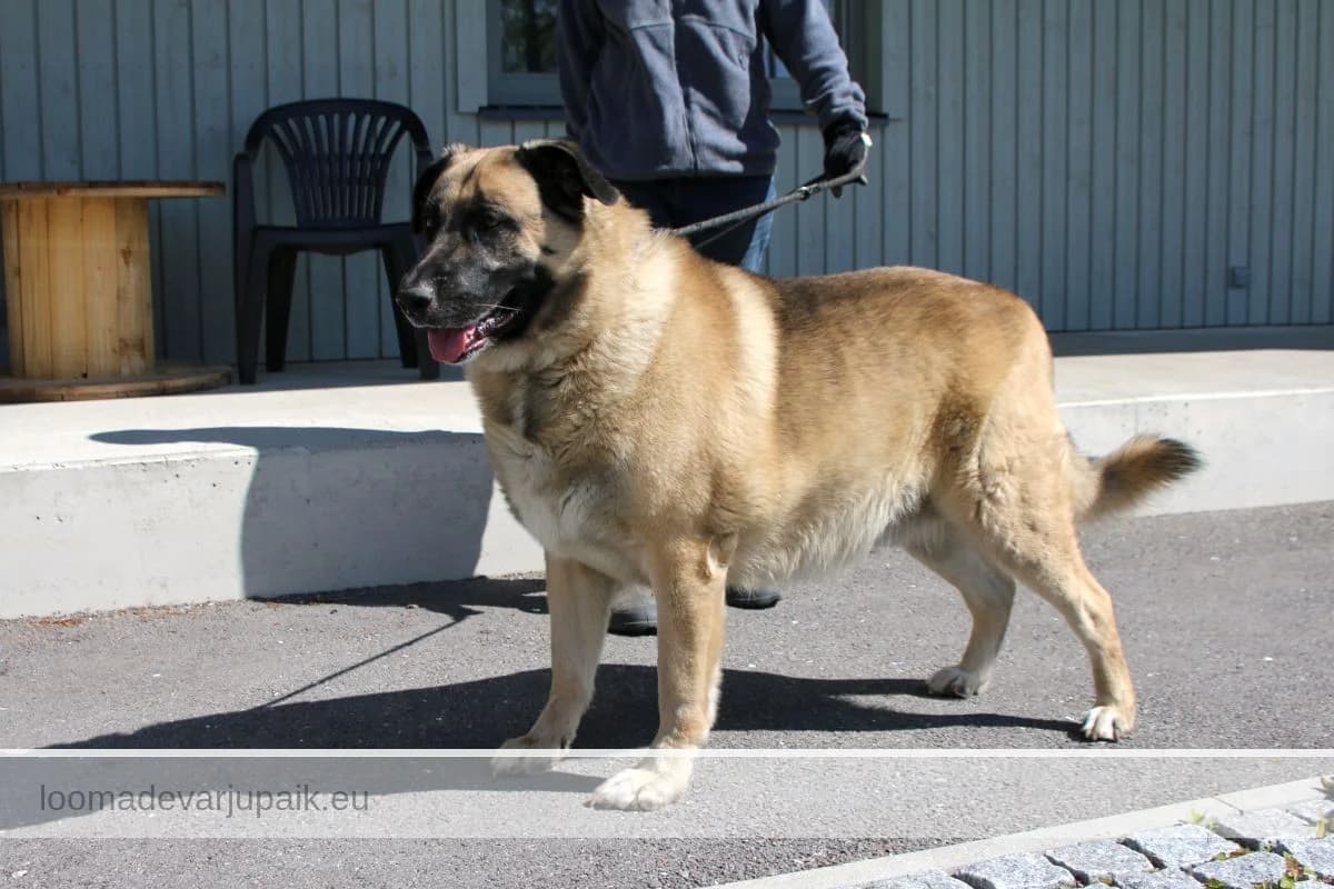 KUSTI GUSTAV AFS, male mixed breed for adoption at Tartu Koduta Loomade Varjupaik, Tartu Varjupaik photo 8