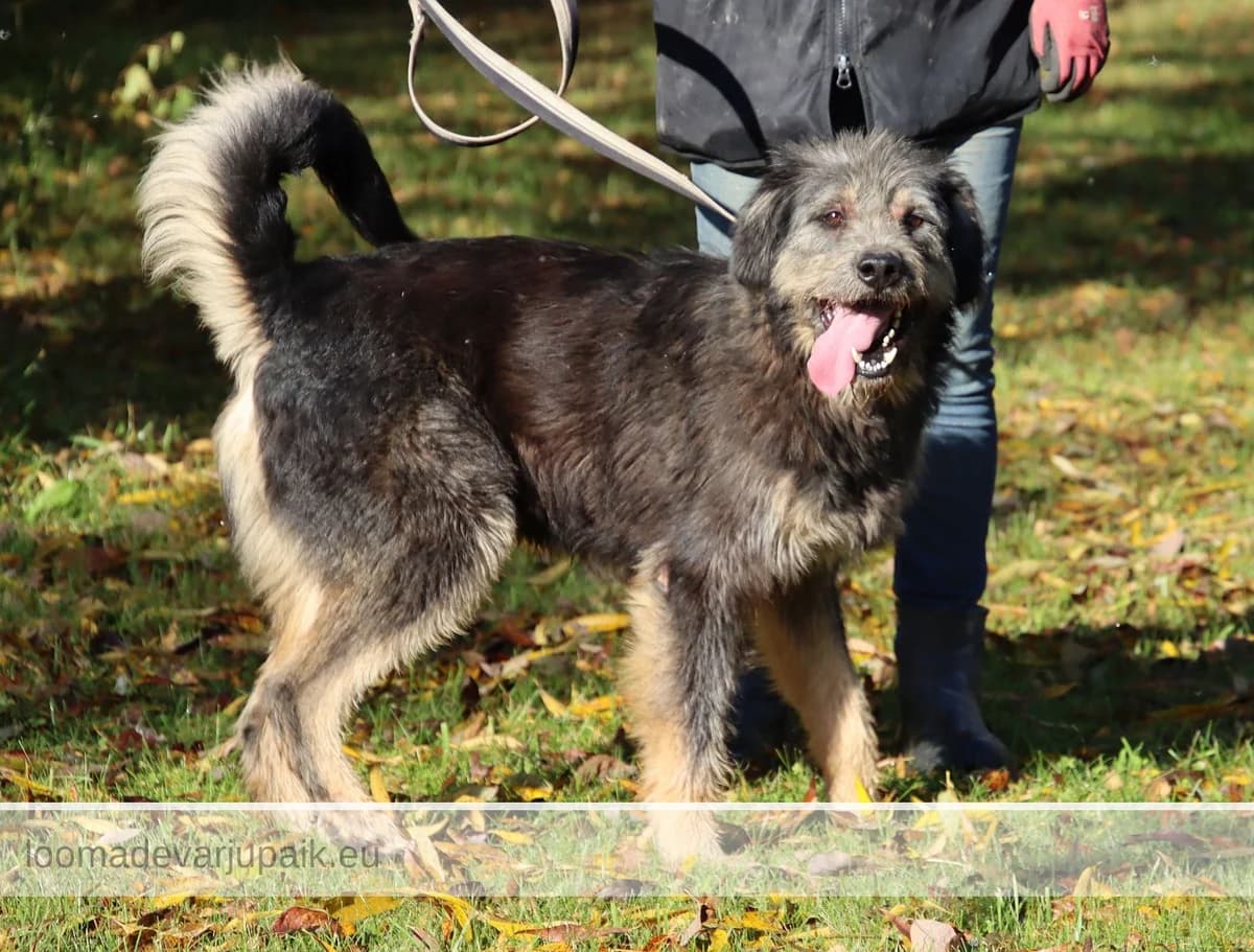 TOTO, Lühikarvaline mustaseljaline pruuni piirdega male 6yo mixed breed for adoption at Tartu Koduta Loomade Varjupaik, Tartu Varjupaik