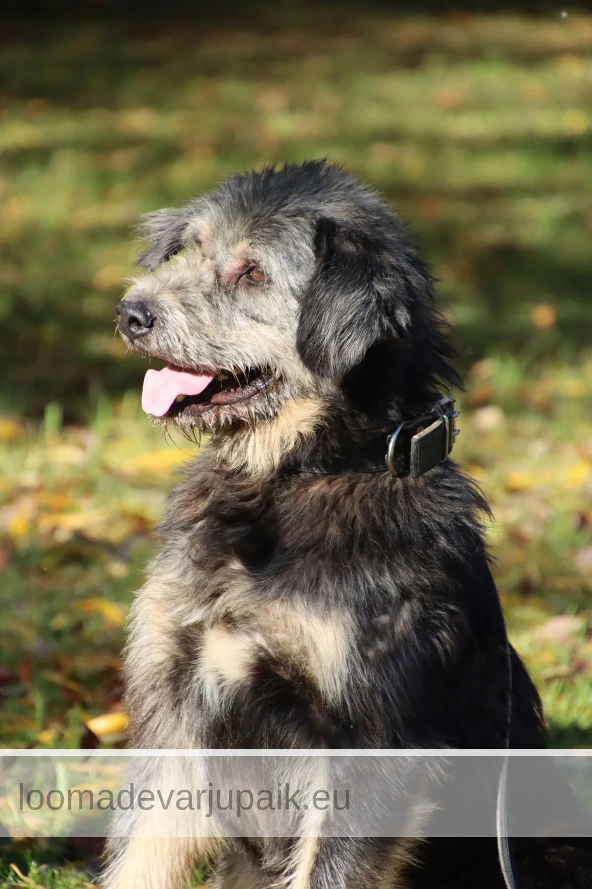TOTO, male mixed breed for adoption at Tartu Koduta Loomade Varjupaik, Tartu Varjupaik photo 2