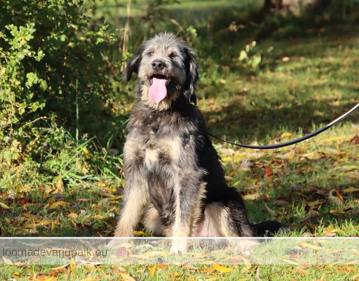 TOTO, male mixed breed for adoption at Tartu Koduta Loomade Varjupaik, Tartu Varjupaik photo 3