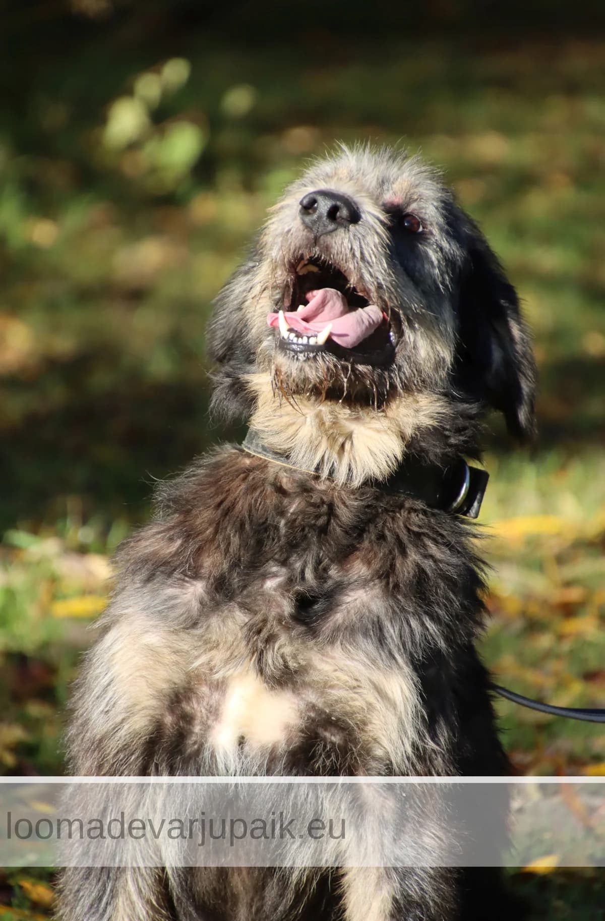 TOTO, male mixed breed for adoption at Tartu Koduta Loomade Varjupaik, Tartu Varjupaik photo 4