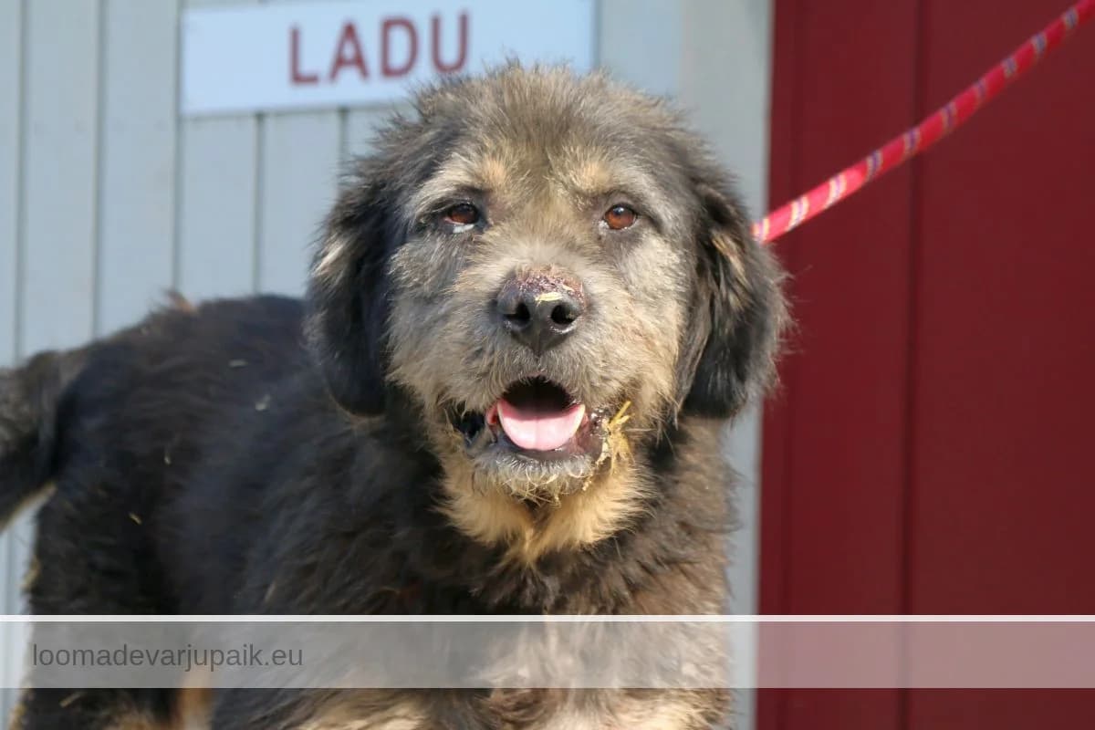TOTO, male mixed breed for adoption at Tartu Koduta Loomade Varjupaik, Tartu Varjupaik photo 5