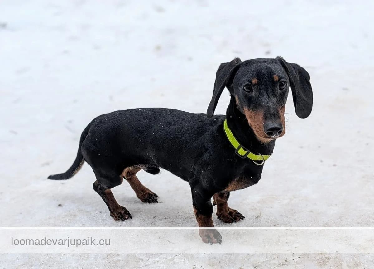LUNO, male mixed breed for adoption at Tartu Varjupaik