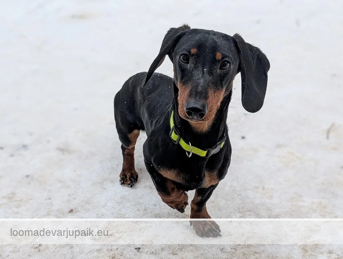 LUNO, male mixed breed for adoption at Tartu Koduta Loomade Varjupaik, Tartu Varjupaik photo 2