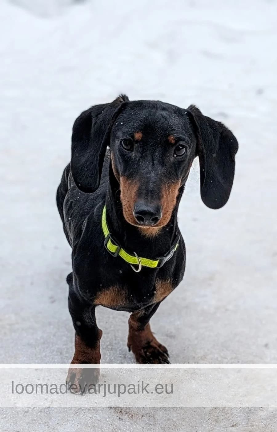 LUNO, male mixed breed for adoption at Tartu Koduta Loomade Varjupaik, Tartu Varjupaik photo 3