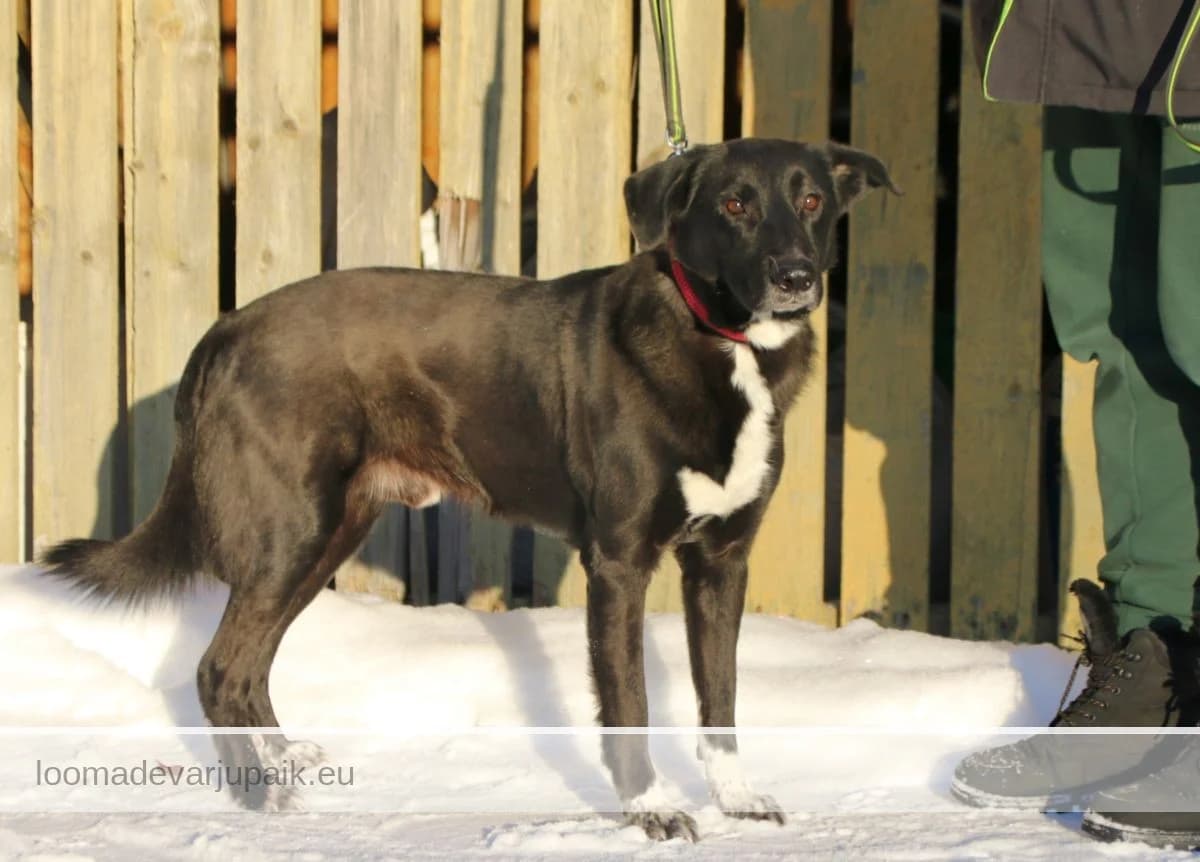 NOSSE, male mixed breed for adoption at Tartu Varjupaik