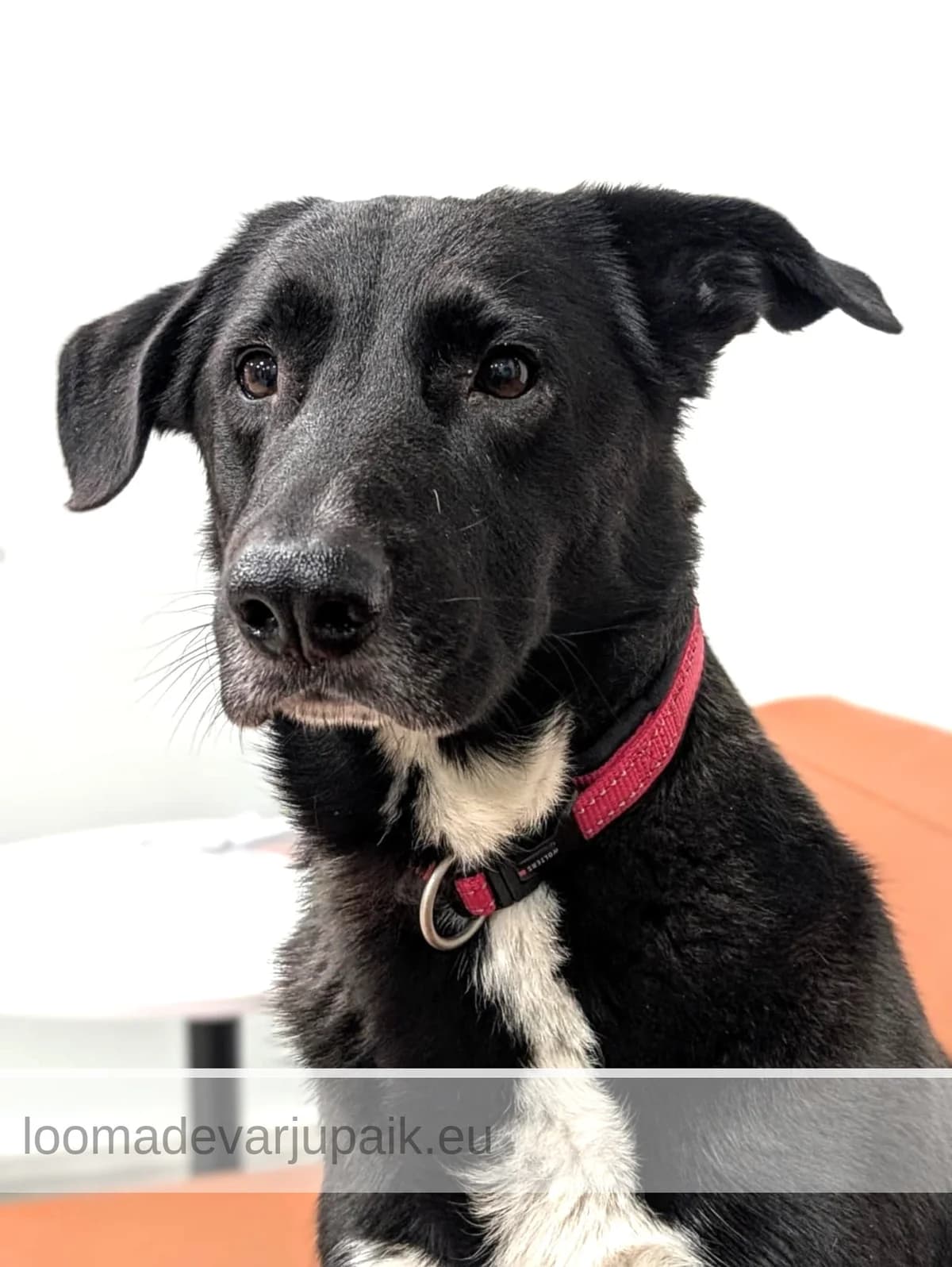 NOSSE, male mixed breed for adoption at Tartu Koduta Loomade Varjupaik, Tartu Varjupaik photo 2