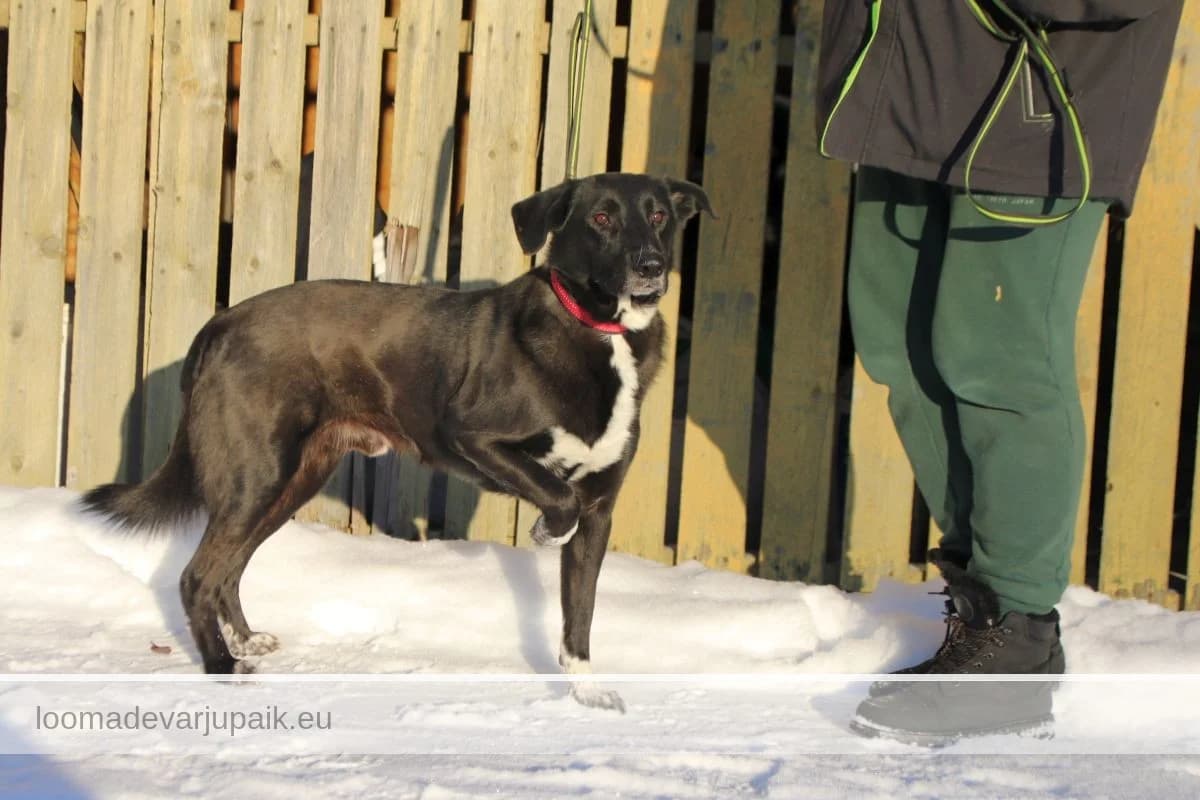 NOSSE, male mixed breed for adoption at Tartu Koduta Loomade Varjupaik, Tartu Varjupaik photo 3