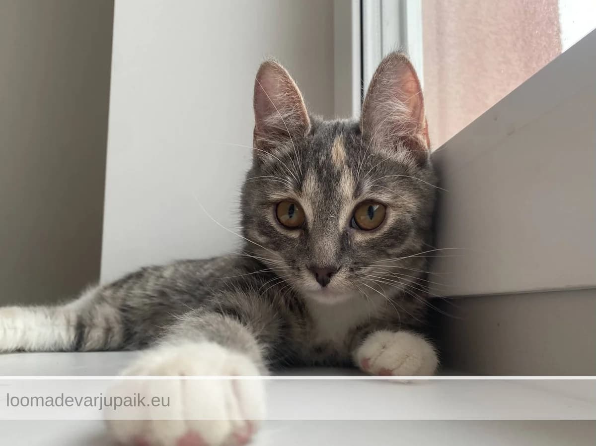 SASSY AFS, female mixed breed for adoption at Tartu Varjupaik