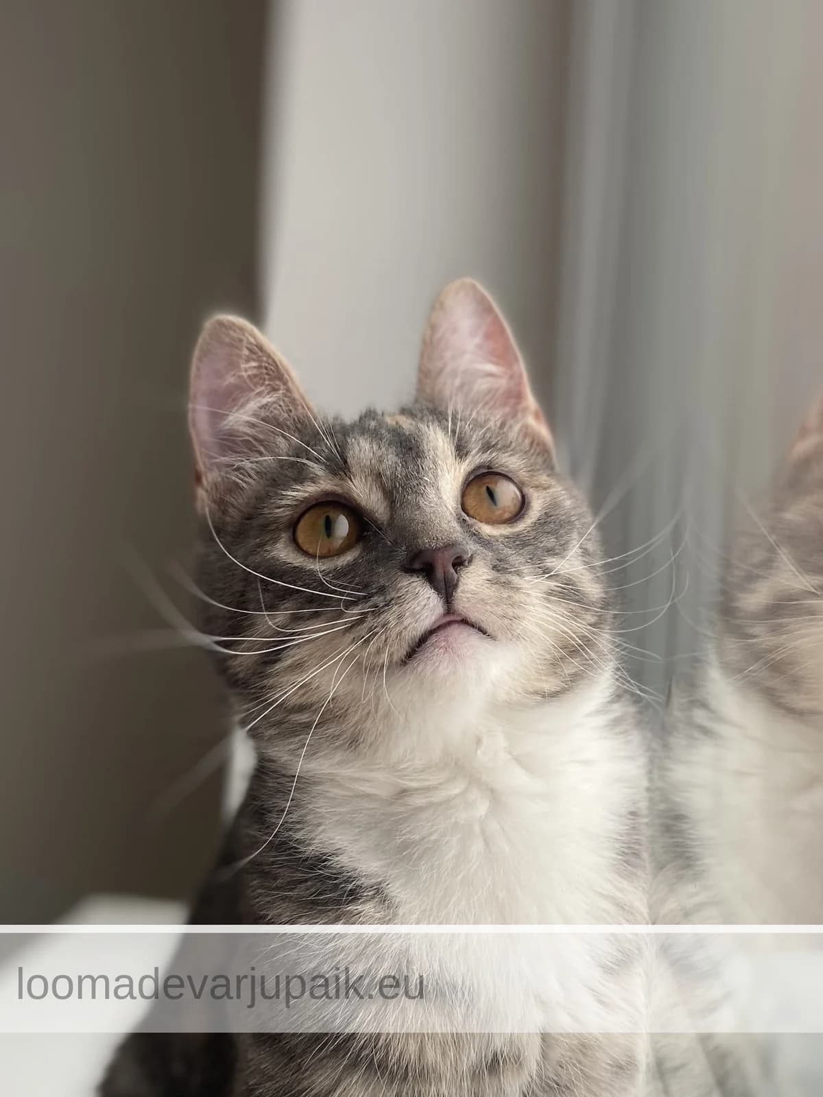 SASSY AFS, female mixed breed for adoption at Tartu Koduta Loomade Varjupaik, Tartu Varjupaik photo 2