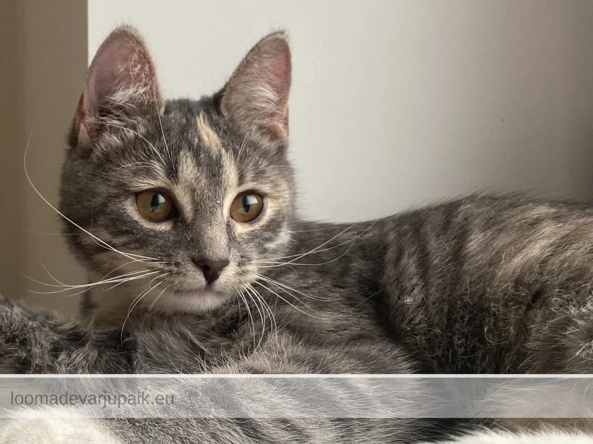 SASSY AFS, female mixed breed for adoption at Tartu Koduta Loomade Varjupaik, Tartu Varjupaik photo 3