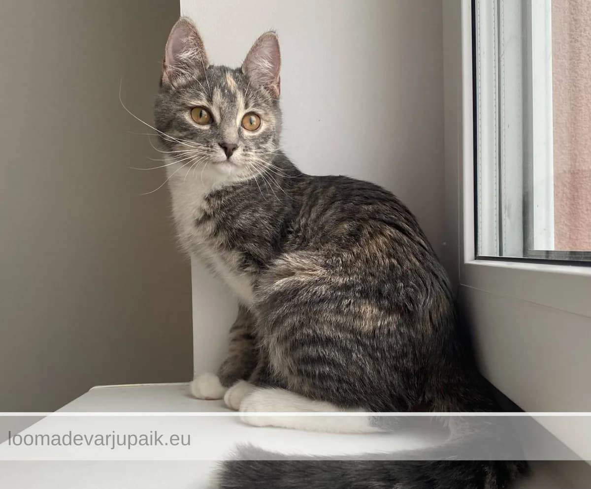 SASSY AFS, female mixed breed for adoption at Tartu Koduta Loomade Varjupaik, Tartu Varjupaik photo 4