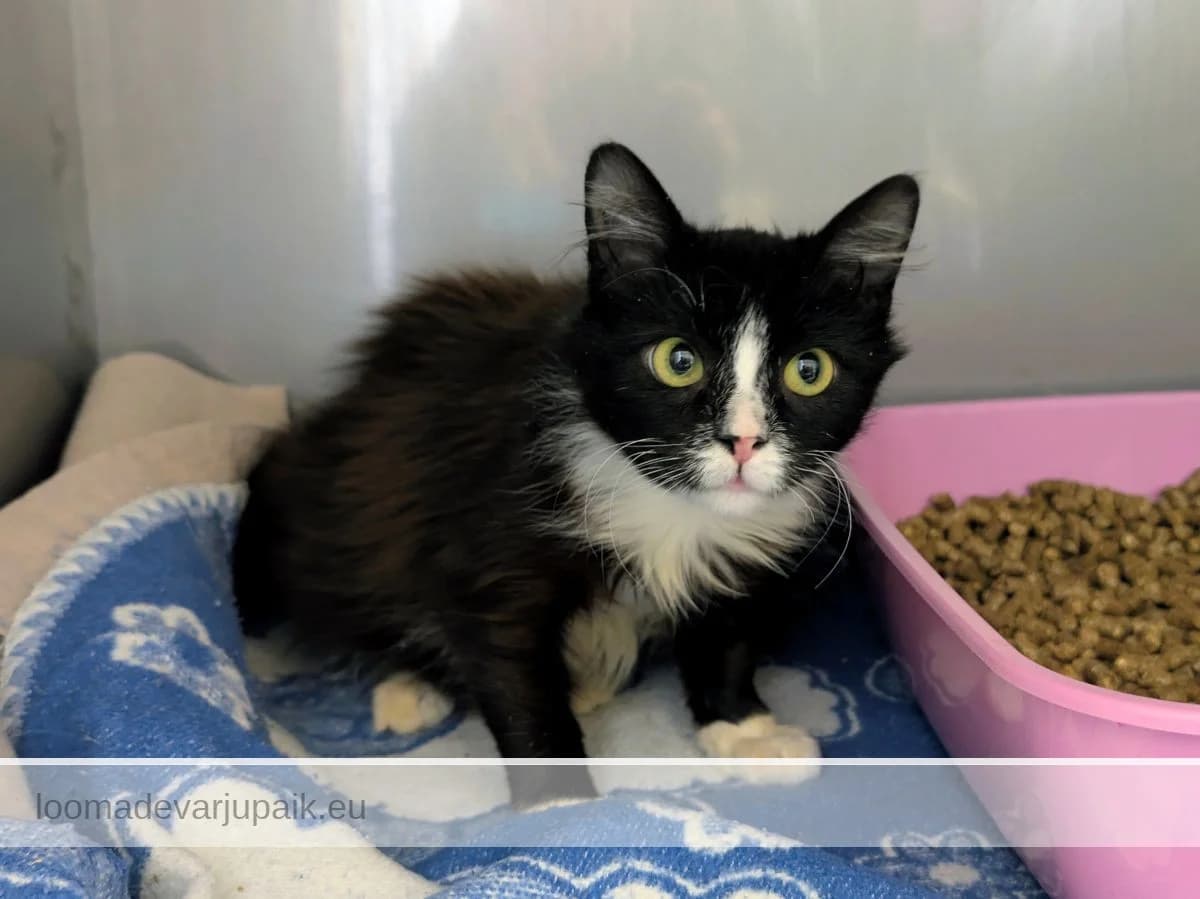 AII, female mixed breed for adoption at Tartu Varjupaik