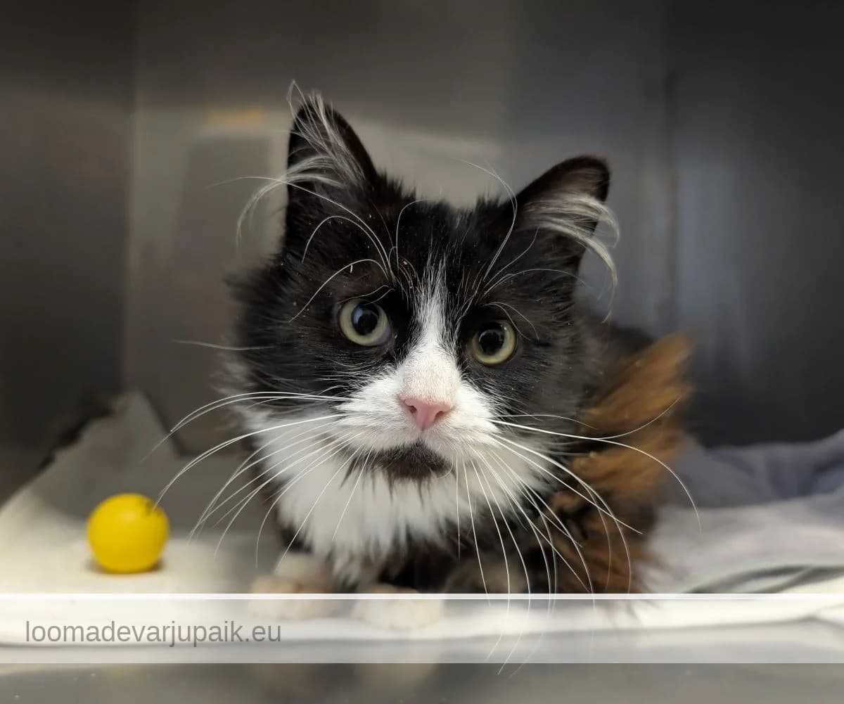 FII, female mixed breed for adoption at Tartu Varjupaik