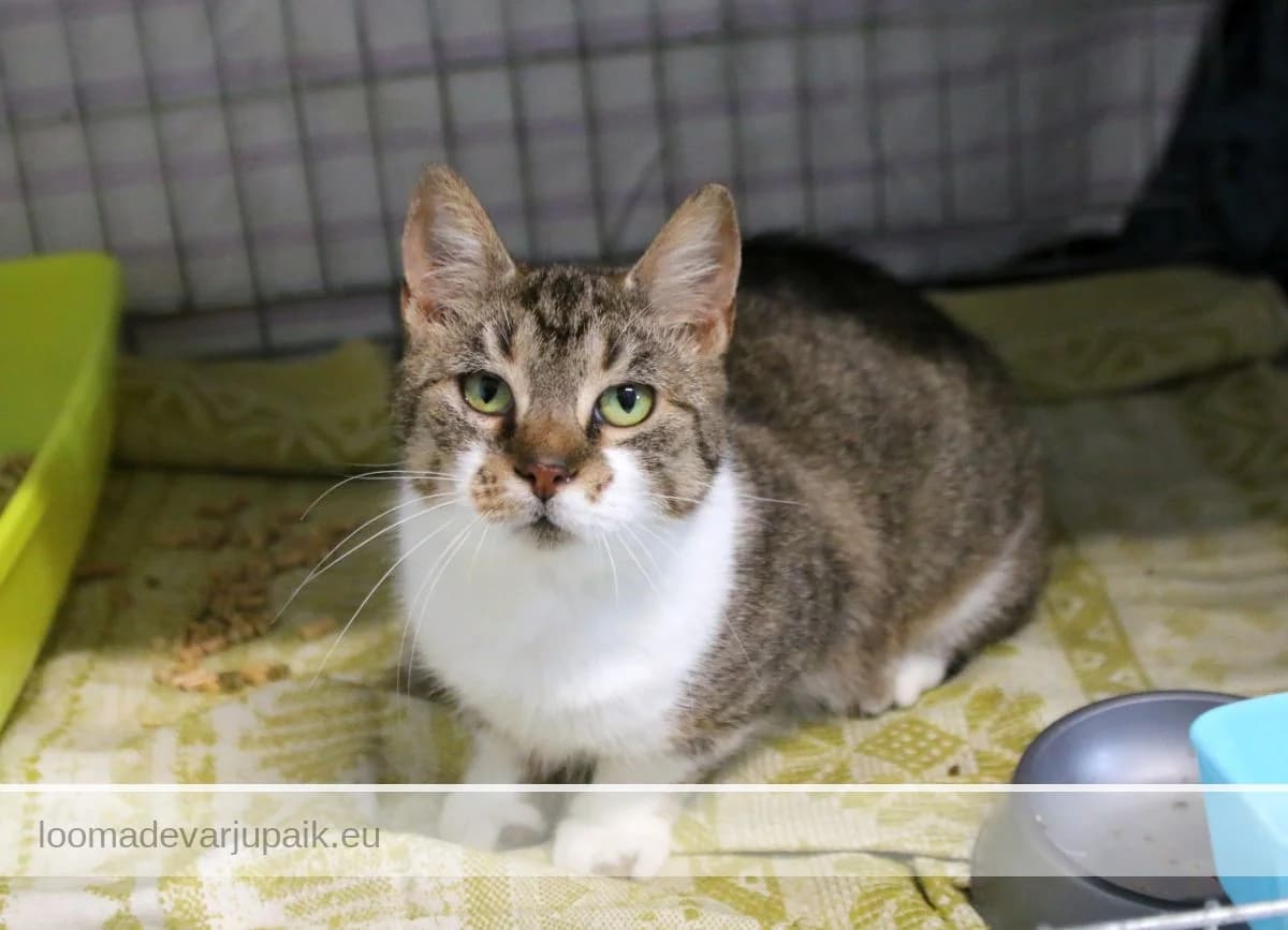 MEEDI, female mixed breed for adoption at Tartu Varjupaik