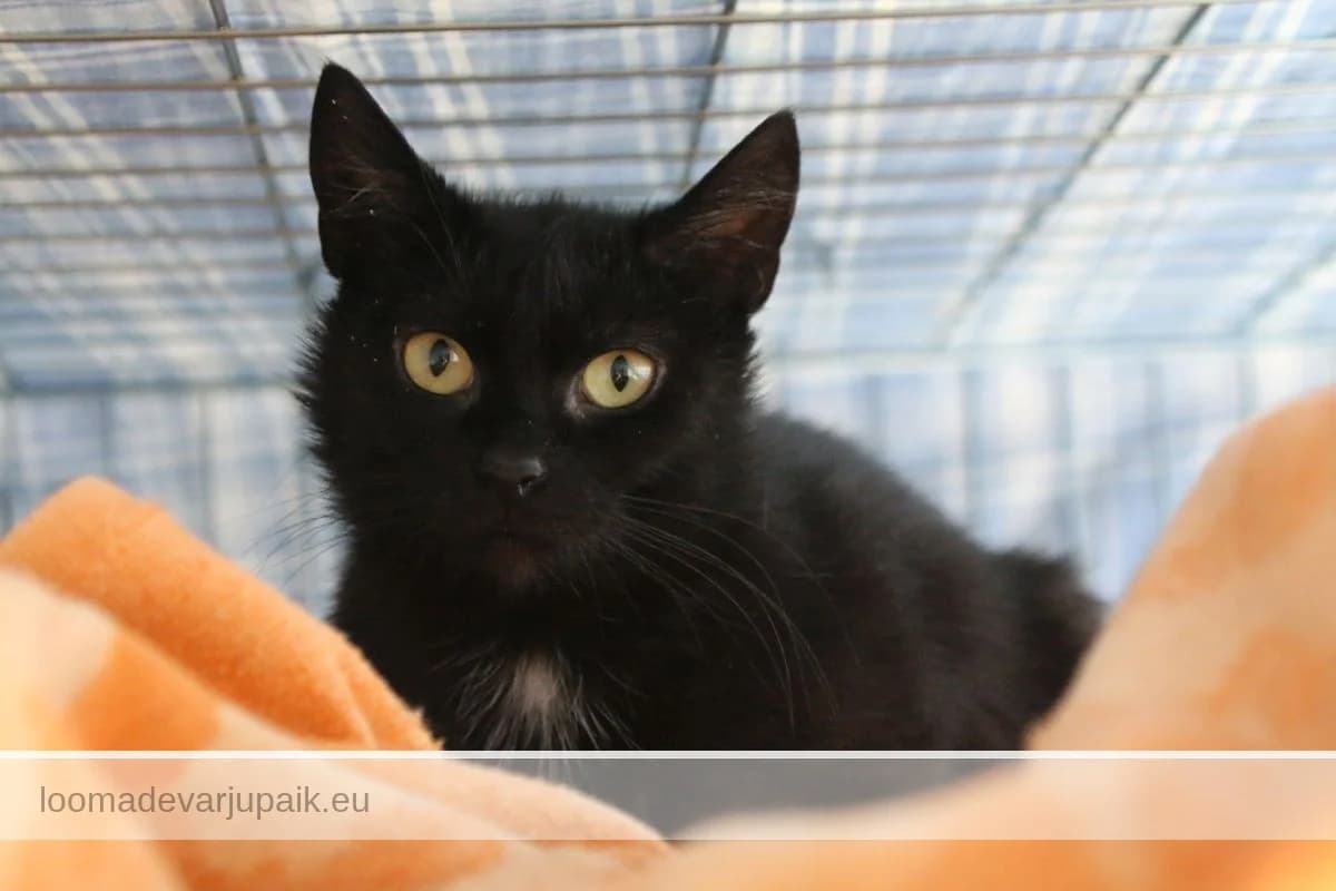 MELLY, Lühikarvaline must female 4yo mixed breed for adoption at Tartu Koduta Loomade Varjupaik, Tartu Varjupaik