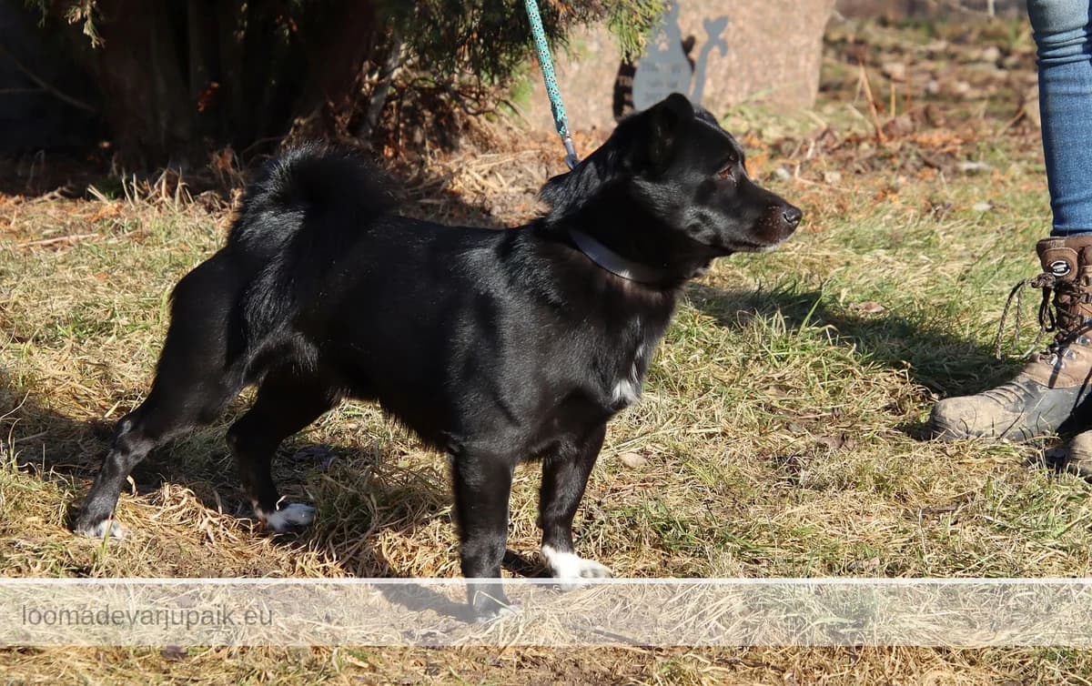 JAMES BOND, male mixed breed for adoption at Tartu Varjupaik