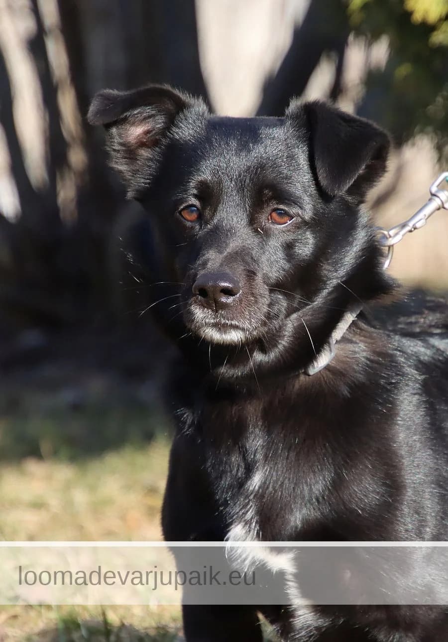 JAMES BOND, male mixed breed for adoption at Tartu Koduta Loomade Varjupaik, Tartu Varjupaik photo 2