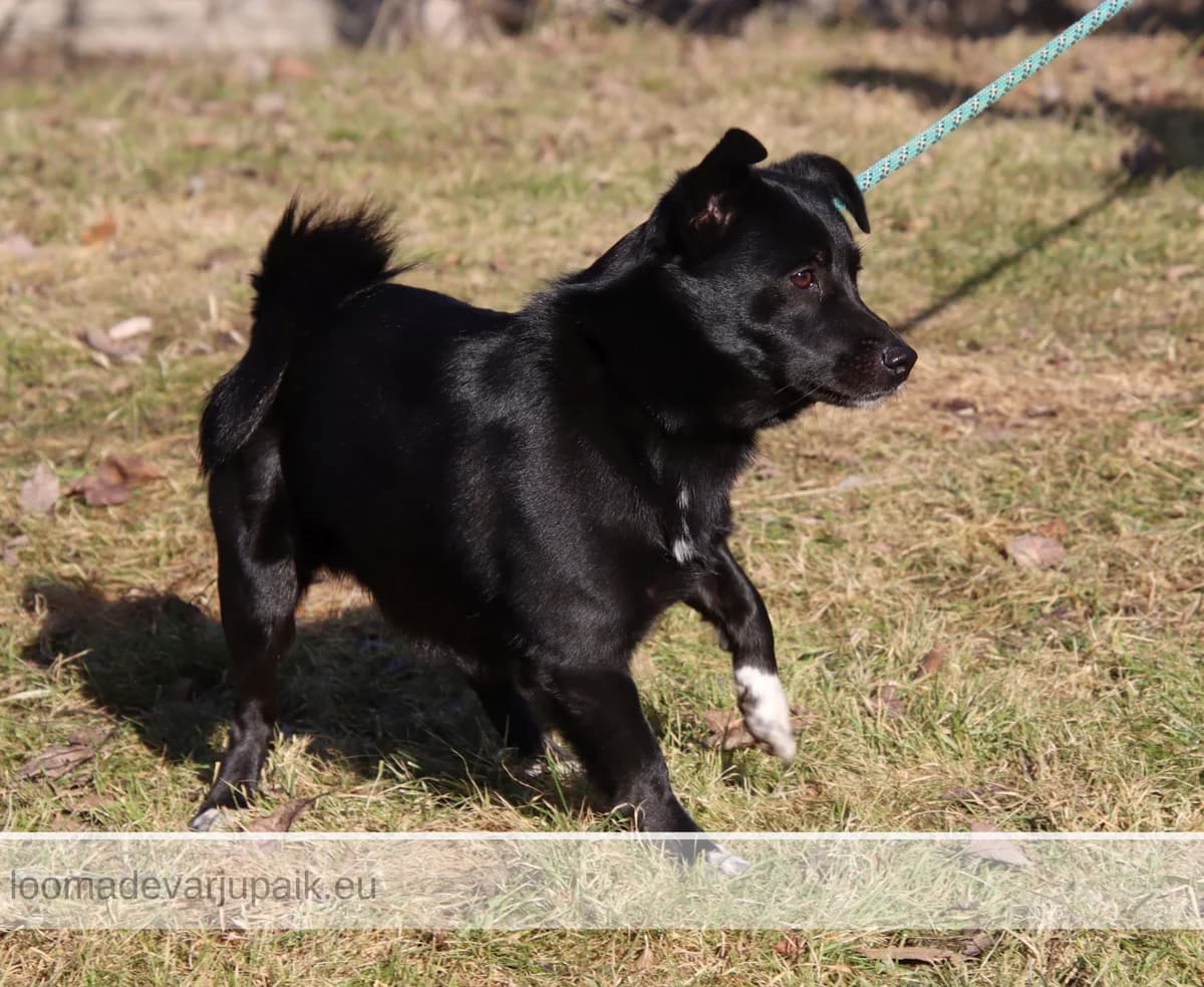 JAMES BOND, male mixed breed for adoption at Tartu Koduta Loomade Varjupaik, Tartu Varjupaik photo 3