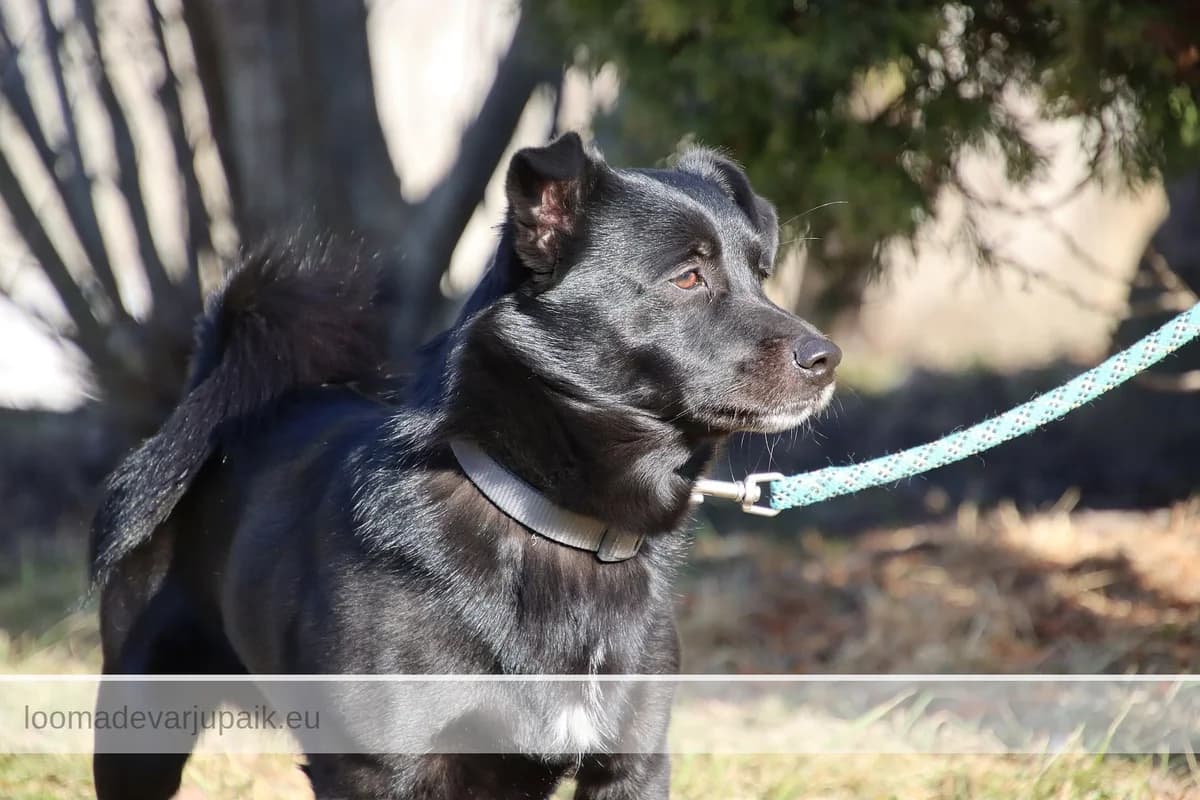 JAMES BOND, male mixed breed for adoption at Tartu Koduta Loomade Varjupaik, Tartu Varjupaik photo 4