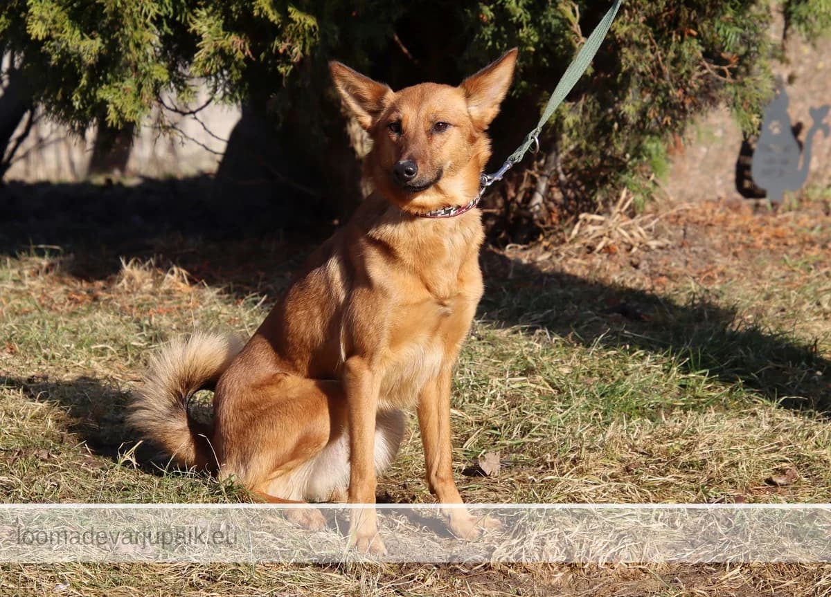 KISSY SUZUKI, female mixed breed for adoption at Tartu Varjupaik