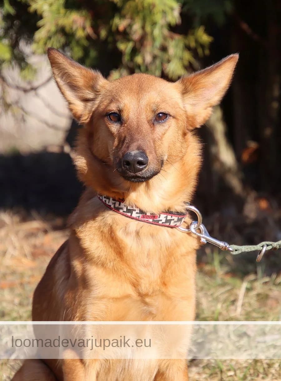 KISSY SUZUKI, female mixed breed for adoption at Tartu Koduta Loomade Varjupaik, Tartu Varjupaik photo 2