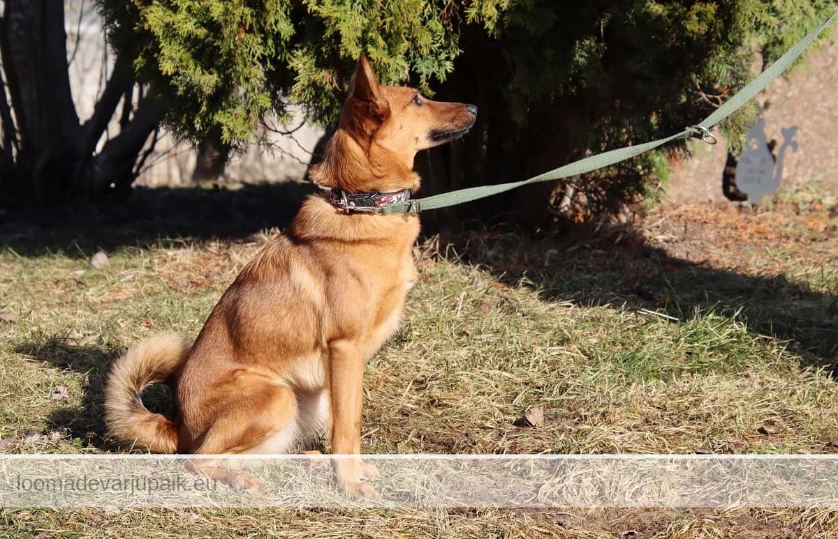KISSY SUZUKI, female mixed breed for adoption at Tartu Koduta Loomade Varjupaik, Tartu Varjupaik photo 3