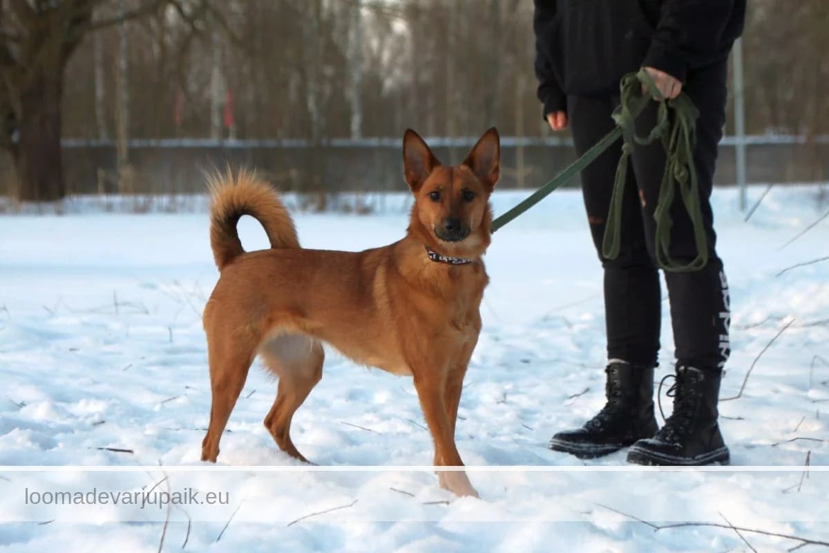 KISSY SUZUKI, female mixed breed for adoption at Tartu Koduta Loomade Varjupaik, Tartu Varjupaik photo 4