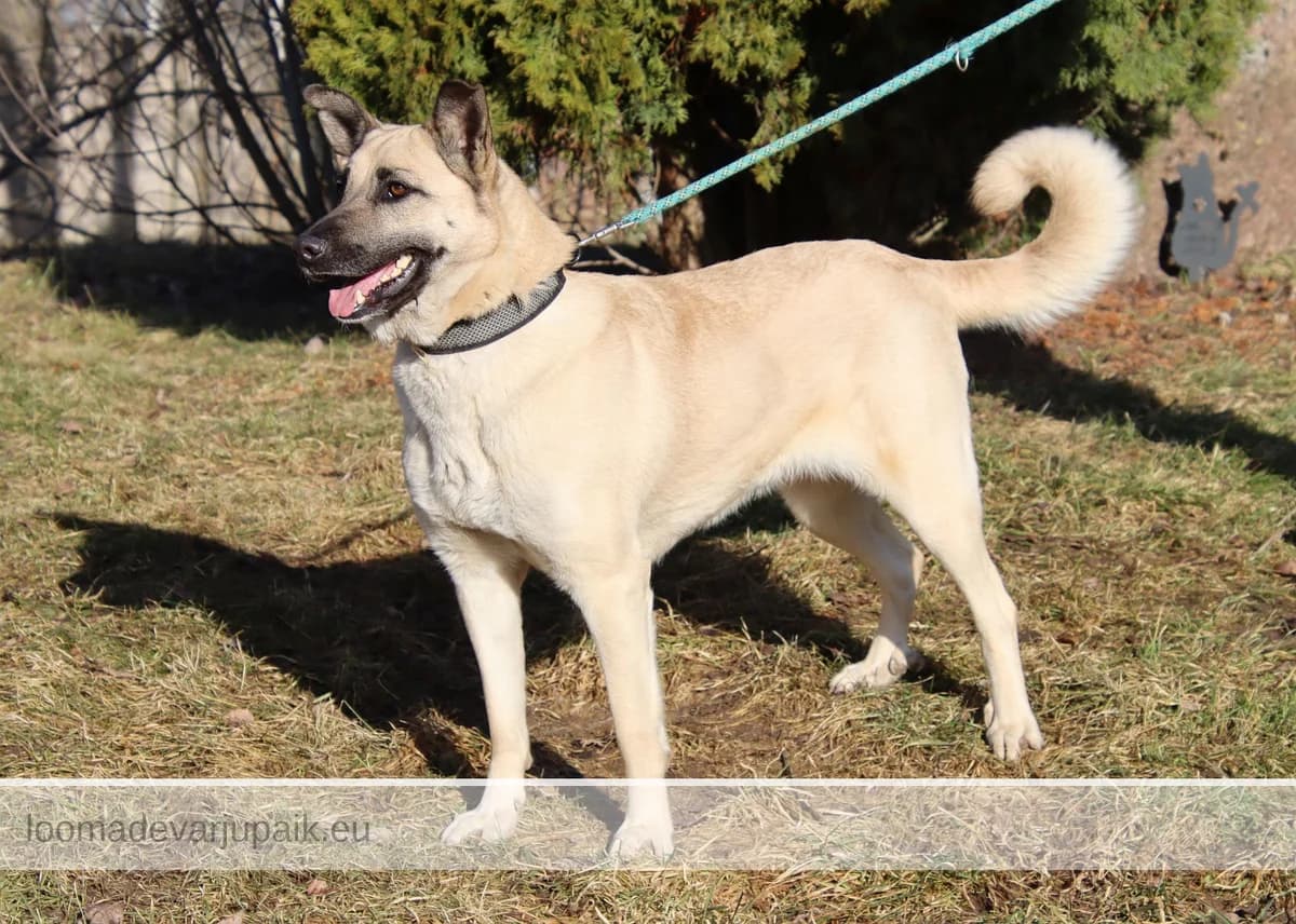 LESSU, female mixed breed for adoption at Tartu Koduta Loomade Varjupaik, Tartu Varjupaik photo 2