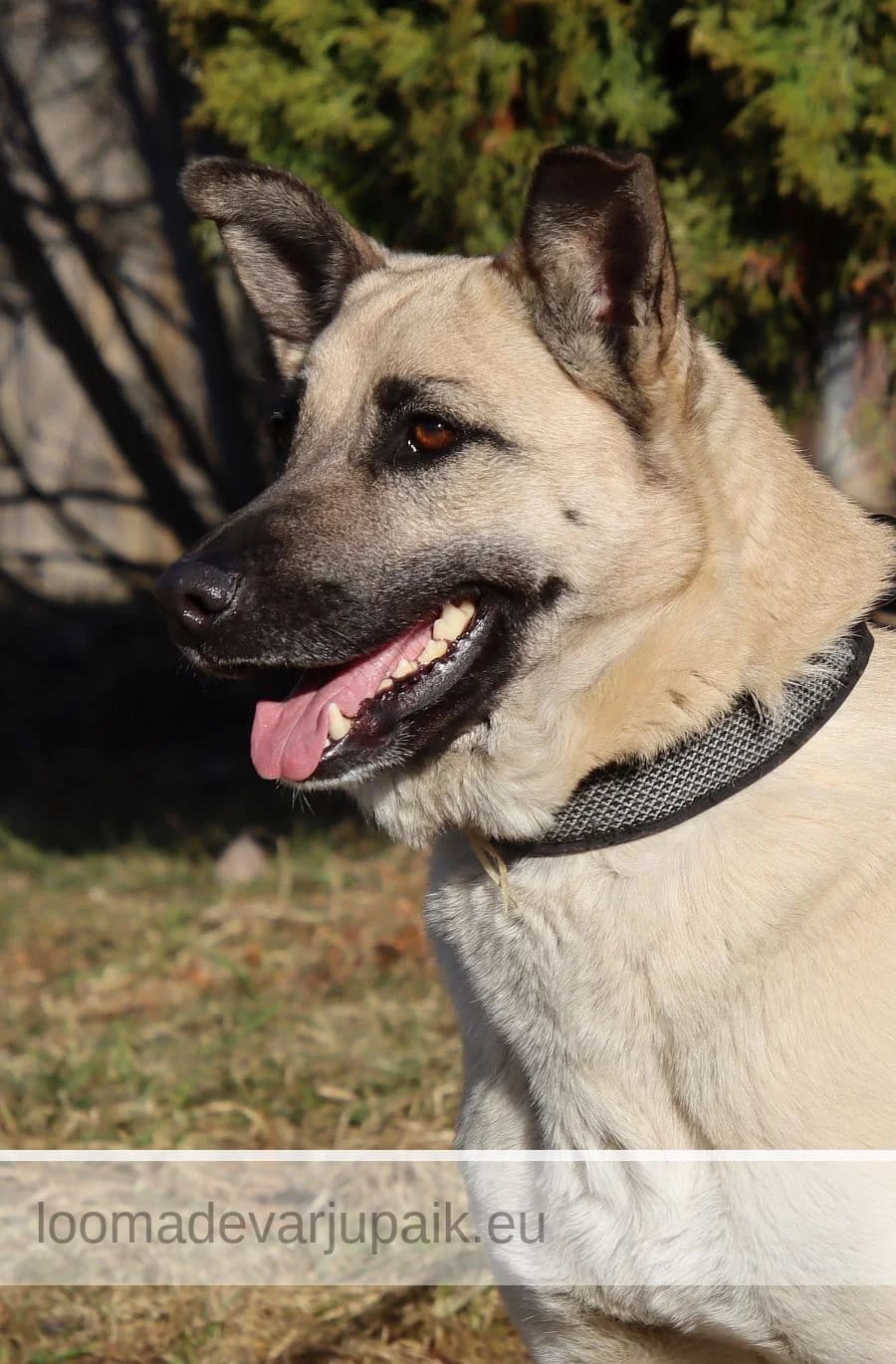 LESSU, female mixed breed for adoption at Tartu Koduta Loomade Varjupaik, Tartu Varjupaik photo 3