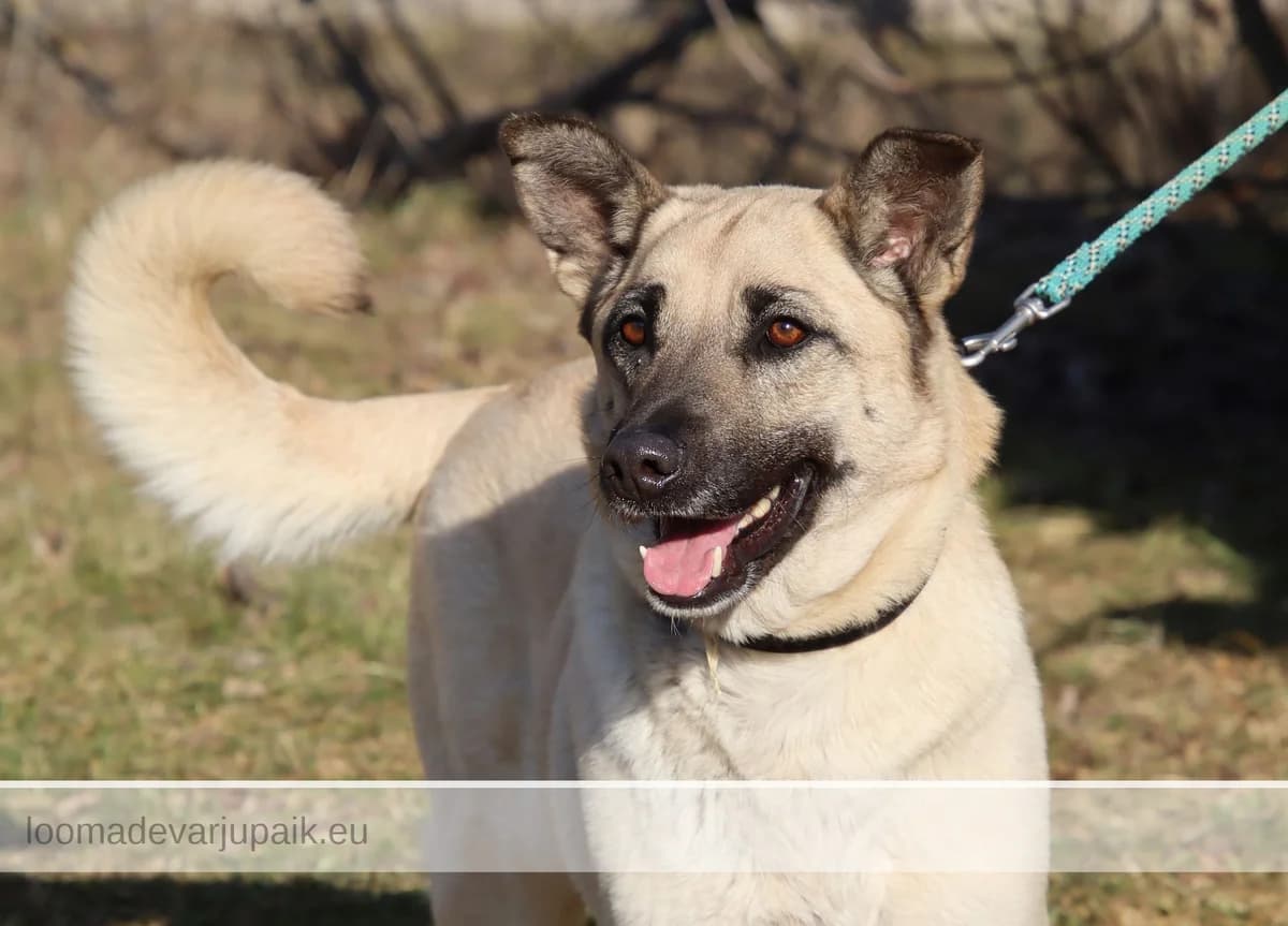 LESSU, female mixed breed for adoption at Tartu Koduta Loomade Varjupaik, Tartu Varjupaik photo 4