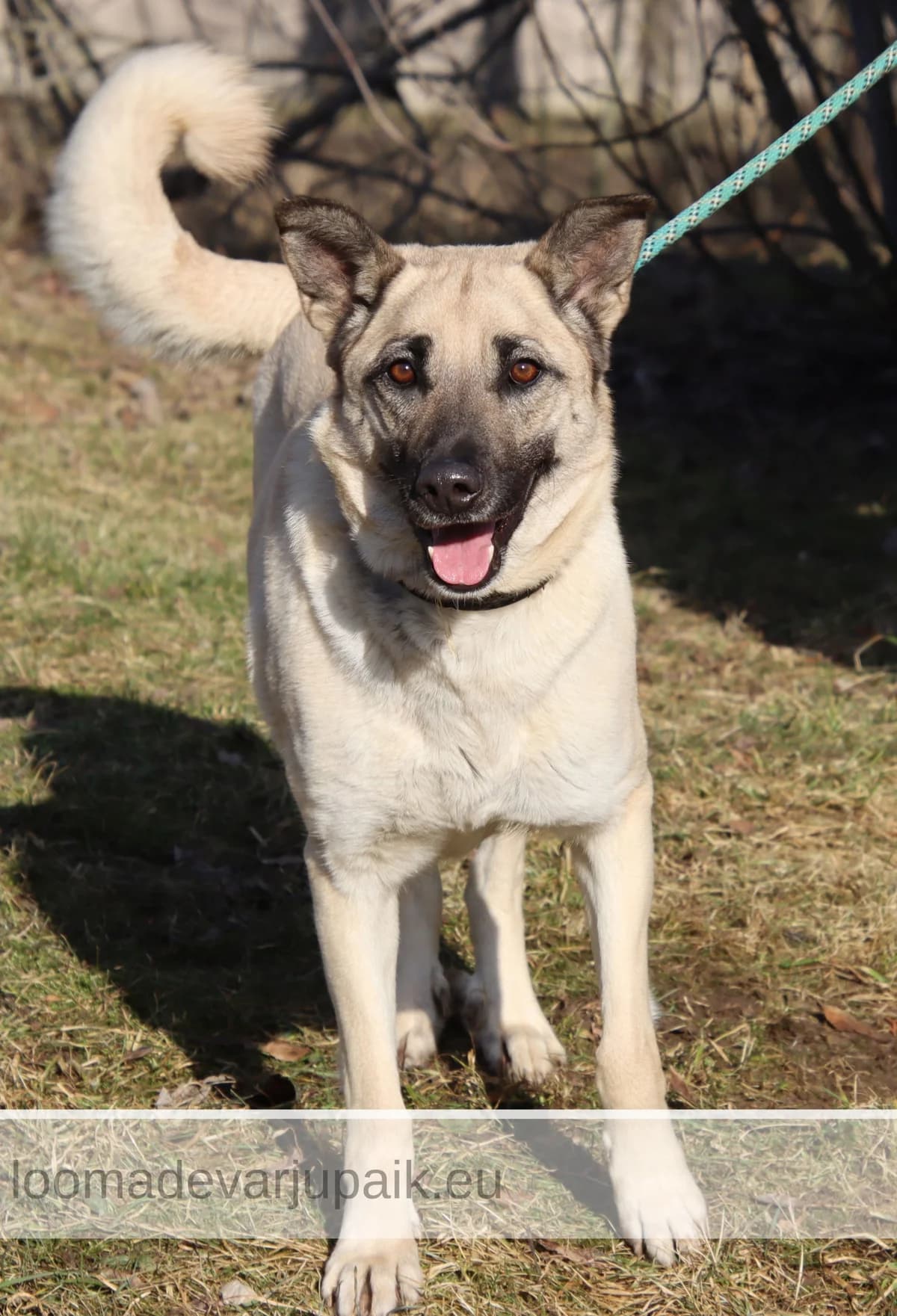 LESSU, female mixed breed for adoption at Tartu Koduta Loomade Varjupaik, Tartu Varjupaik photo 5