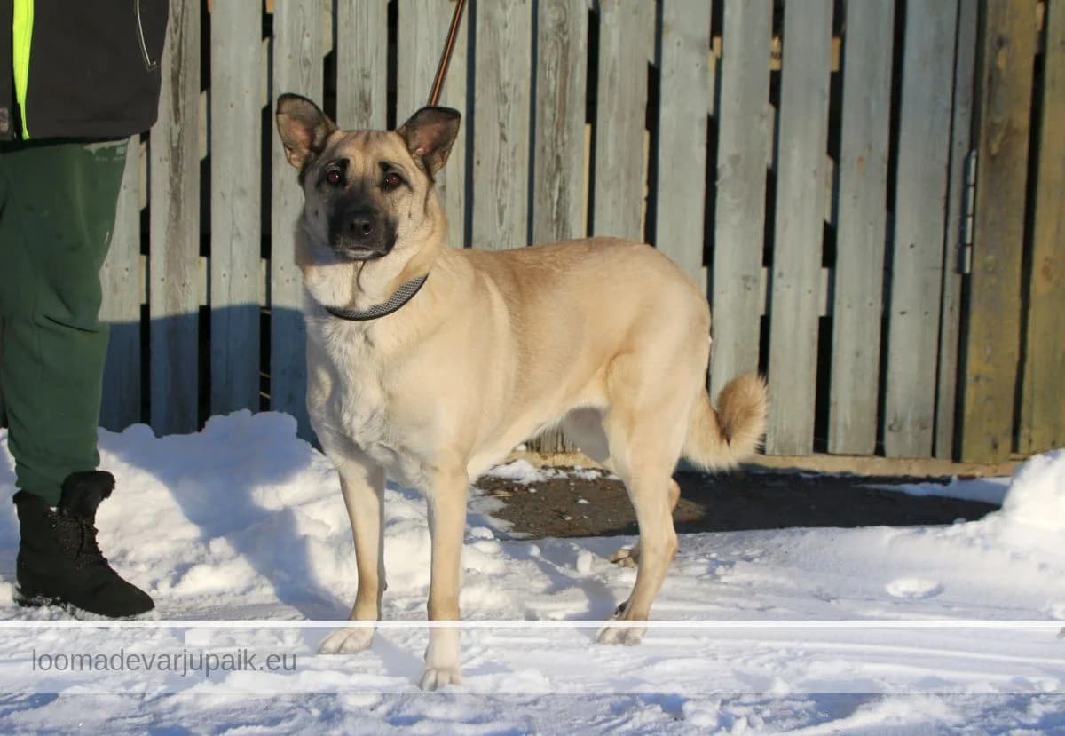 LESSU, female mixed breed for adoption at Tartu Koduta Loomade Varjupaik, Tartu Varjupaik photo 6