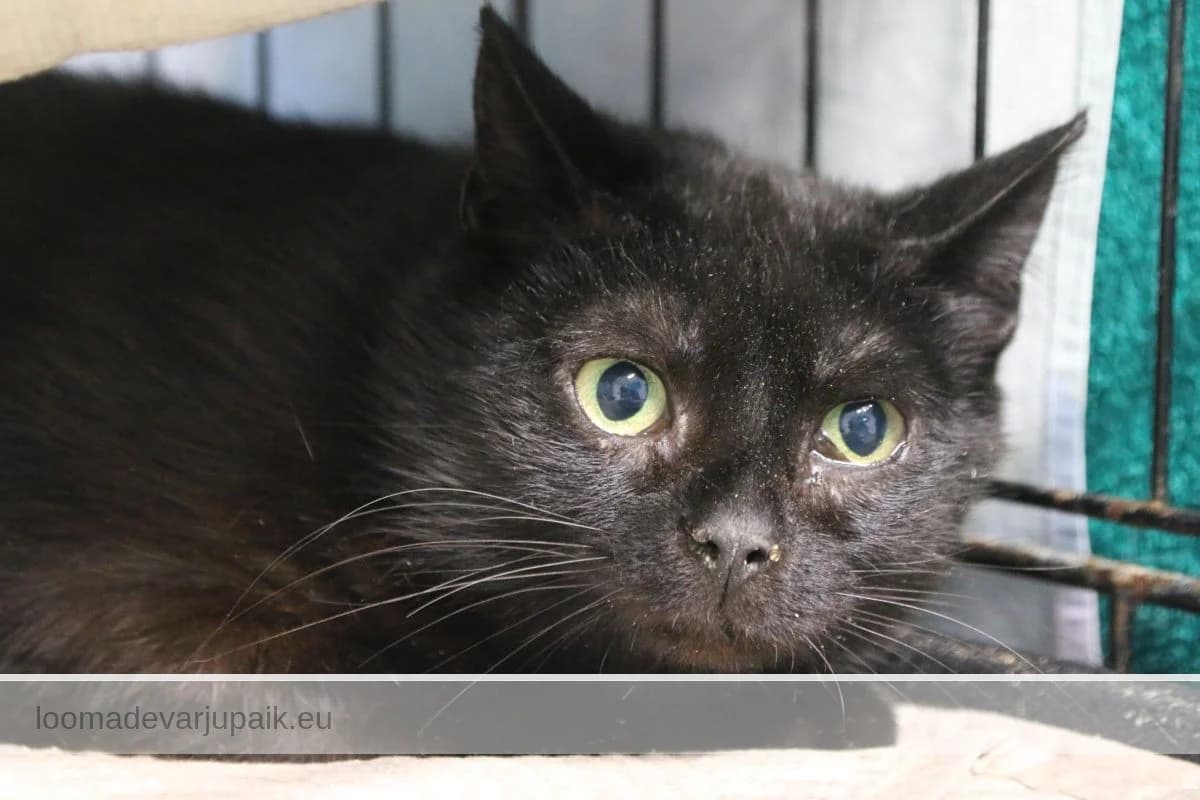 MIRELL, female mixed breed for adoption at Tartu Varjupaik